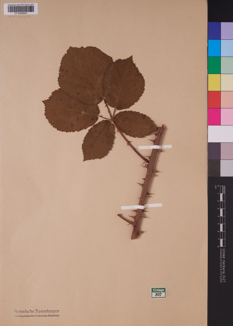 Rubus tumidus photo 2