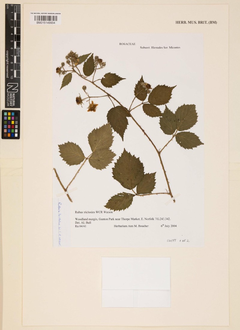 Rubus tumulorum