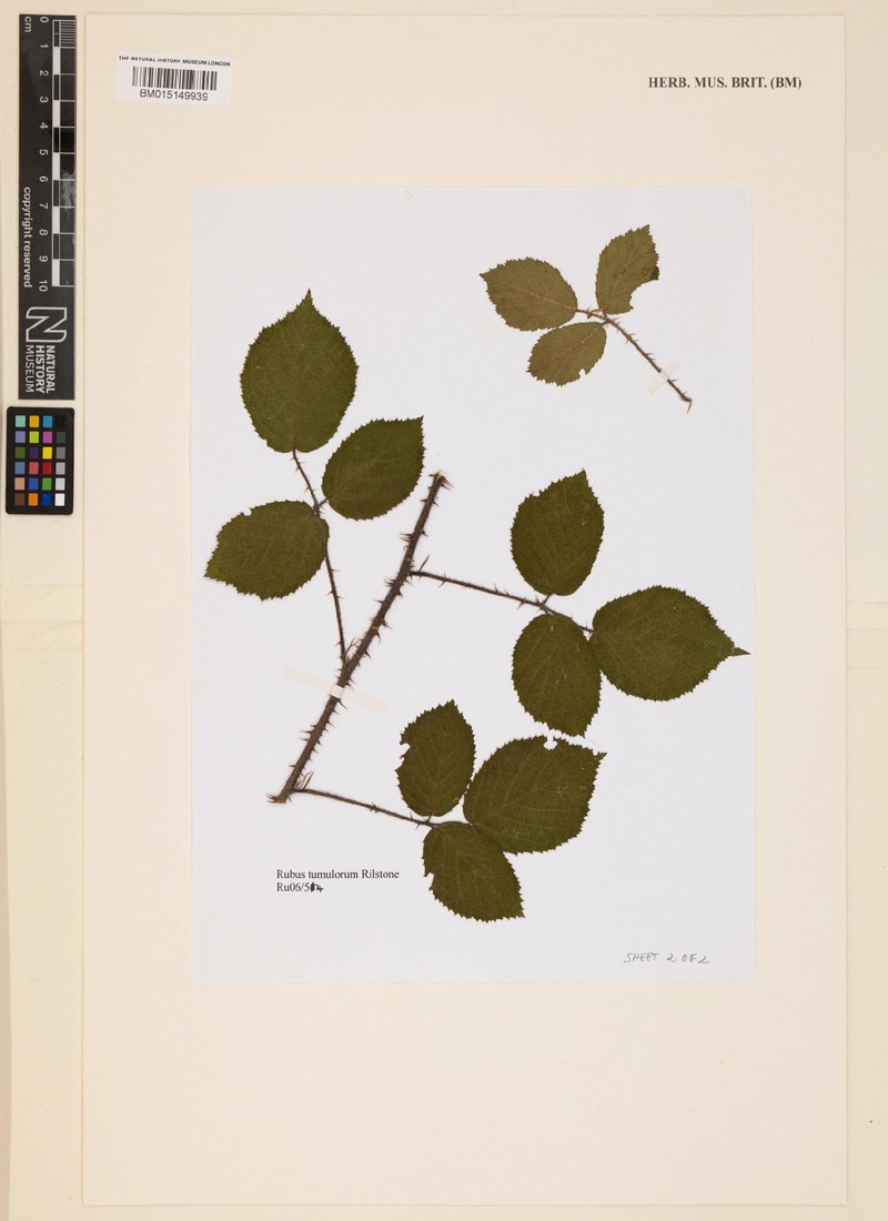 Rubus tumulorum photo 2