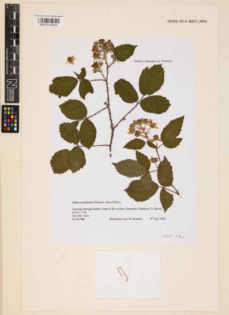 Rubus tumulorum photo 3