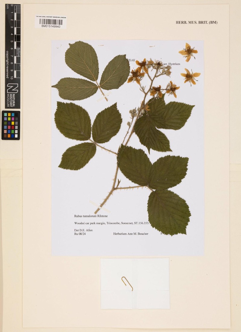 Rubus tumulorum photo 4