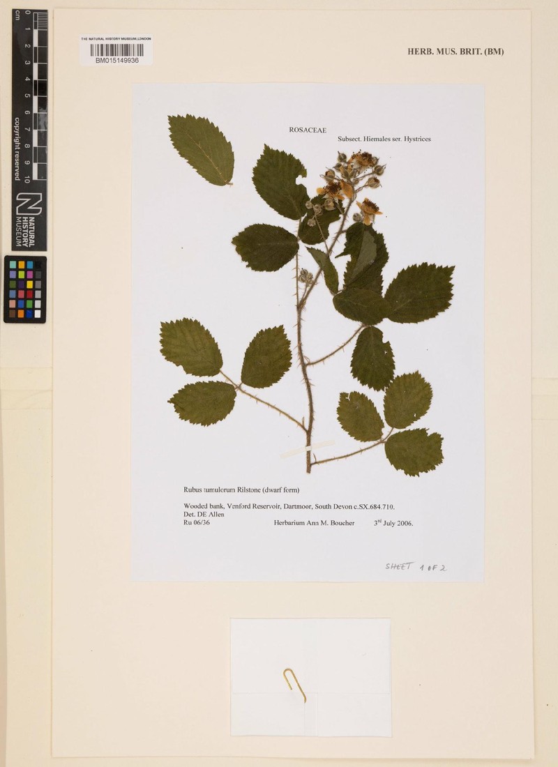 Rubus tumulorum photo 5