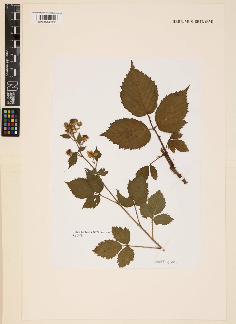 Rubus tumulorum photo 6