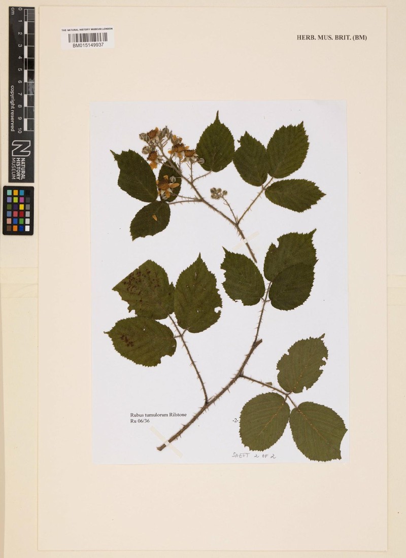 Rubus tumulorum photo 7