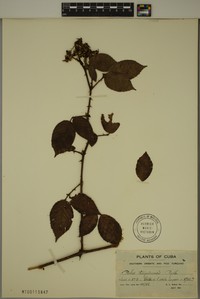 Rubus turquinensis