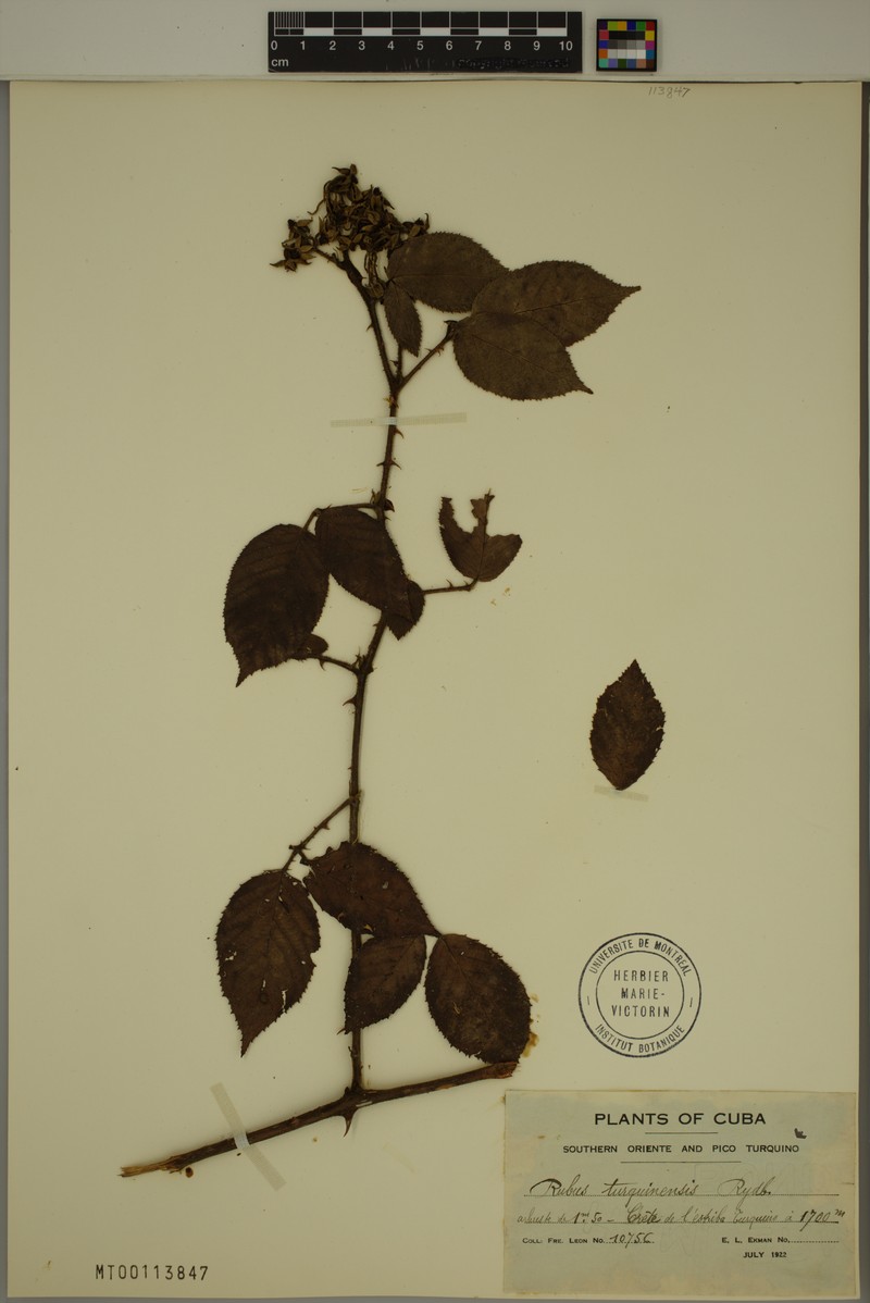 Rubus turquinensis