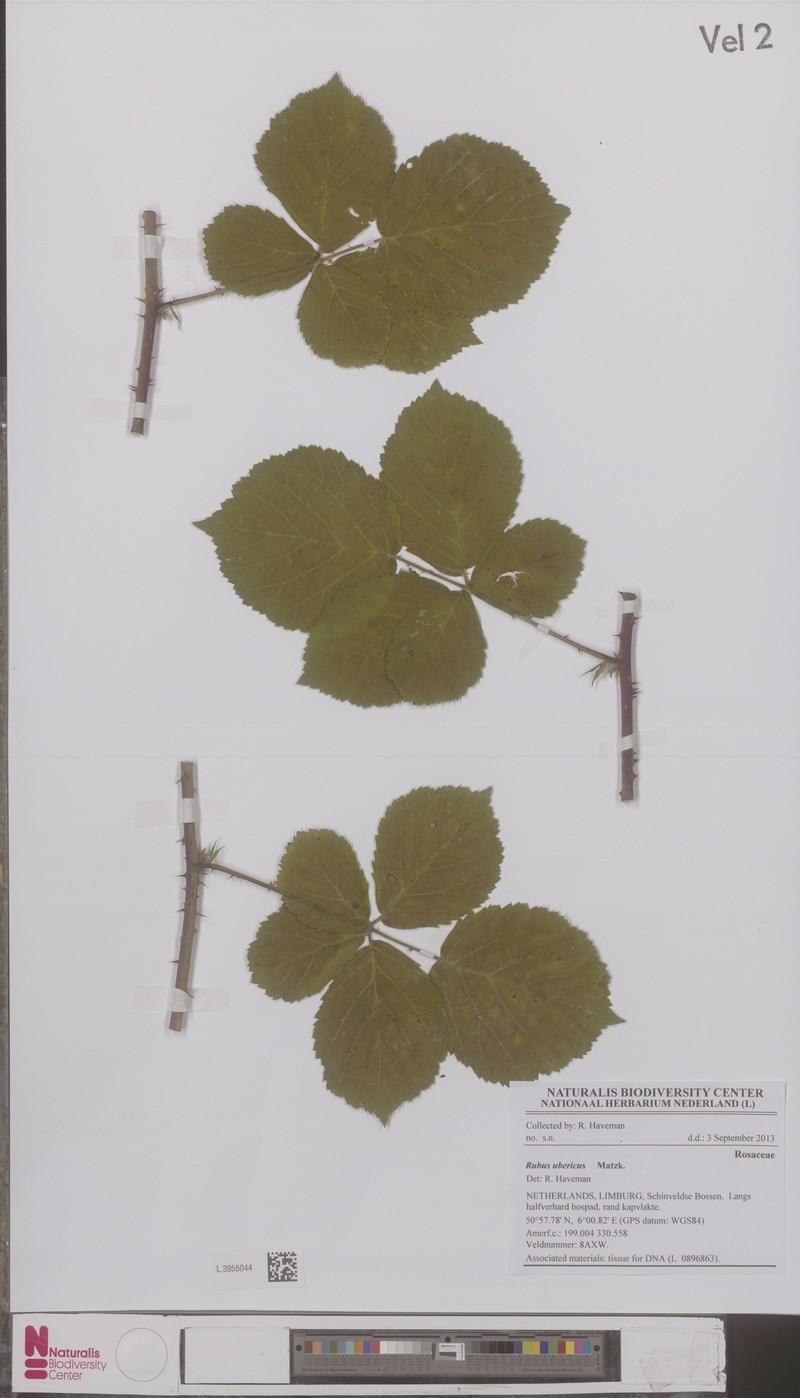 Rubus ubericus