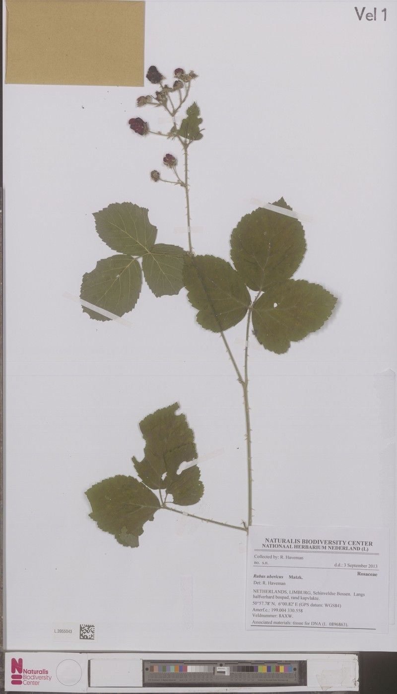 Rubus ubericus photo 2