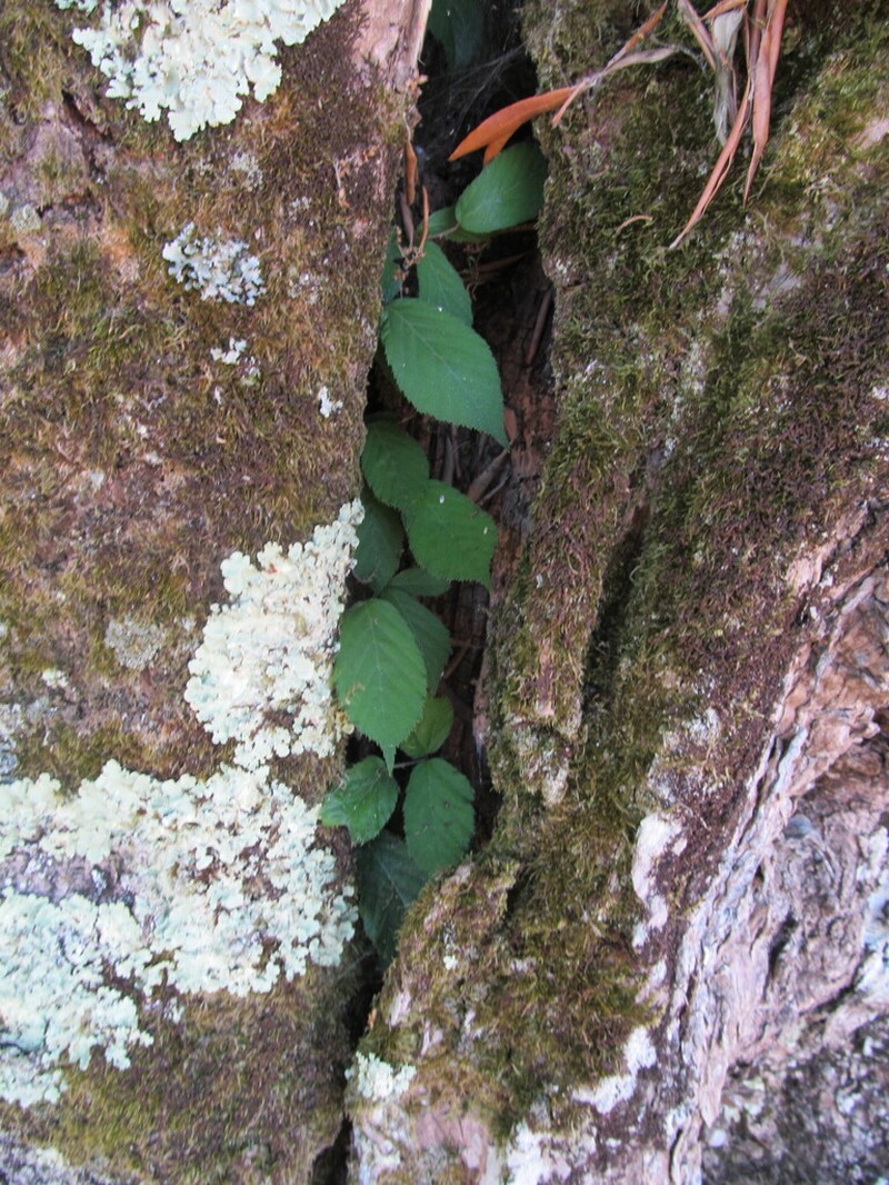 Elmleaf Blackberry photo 5