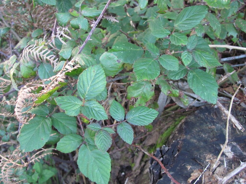 Elmleaf Blackberry photo 6