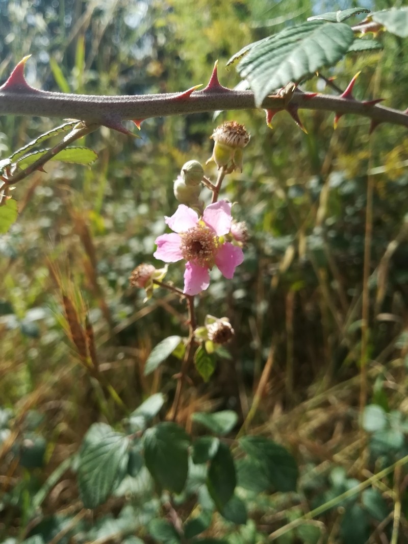 Elmleaf Blackberry photo 8