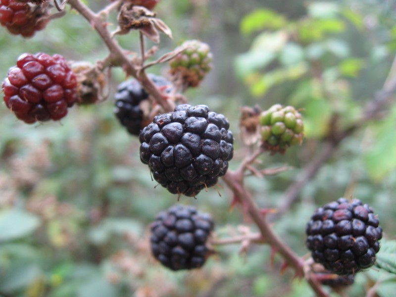 Cutleaf Blackberry