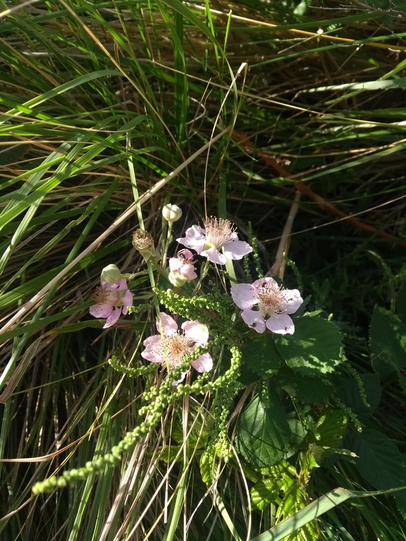 Cutleaf Blackberry photo 3