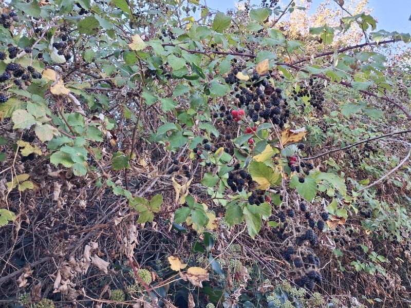 Cutleaf Blackberry photo 4
