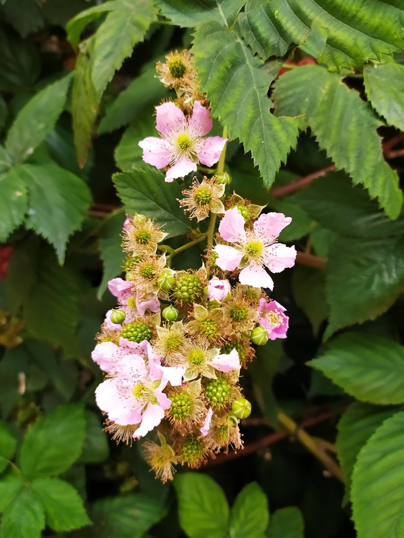 Cutleaf Blackberry photo 6