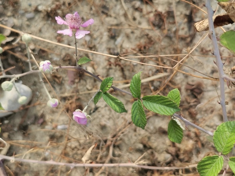 Cutleaf Blackberry photo 7