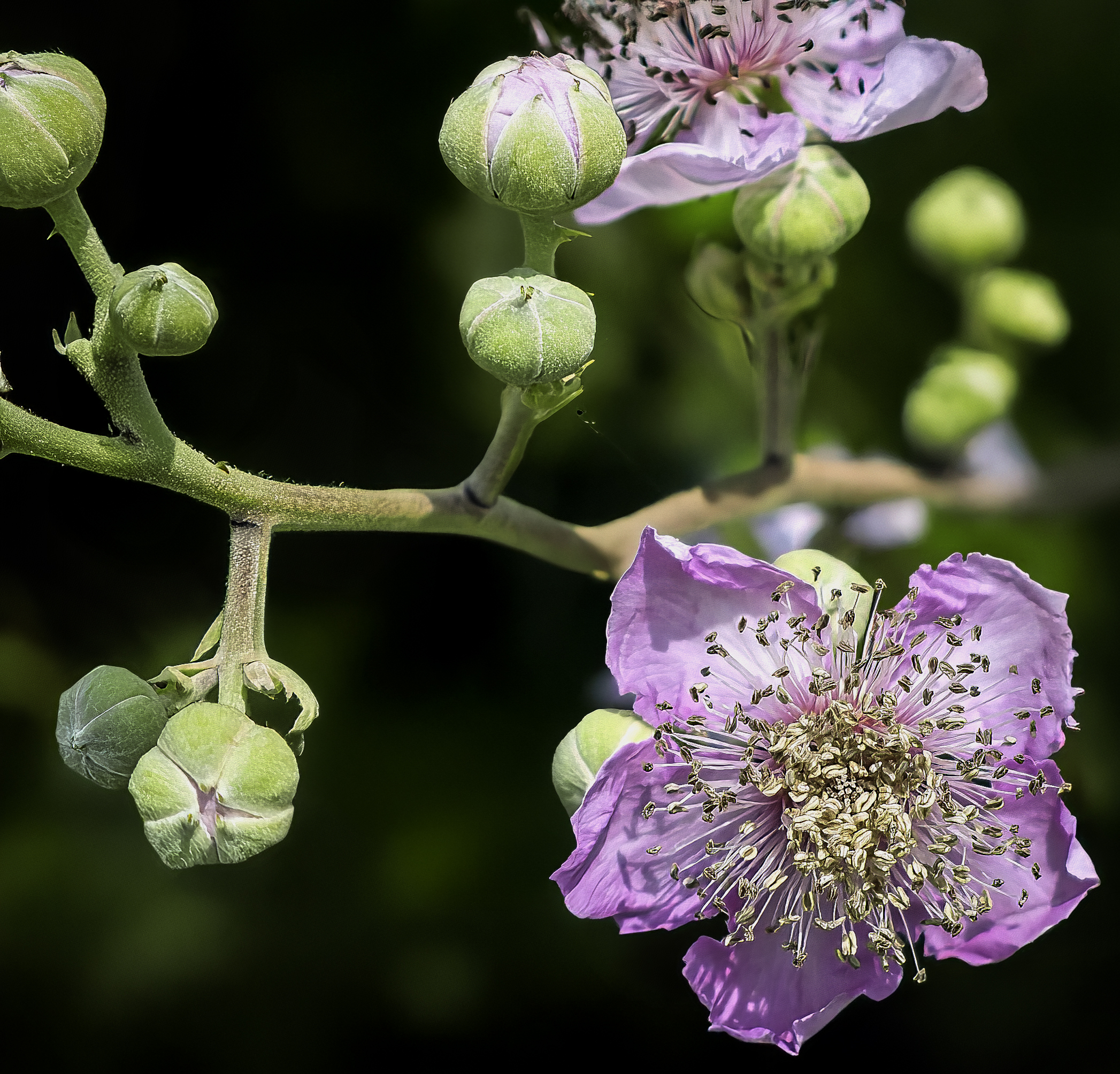 Elmleaf Blackberry photo 4
