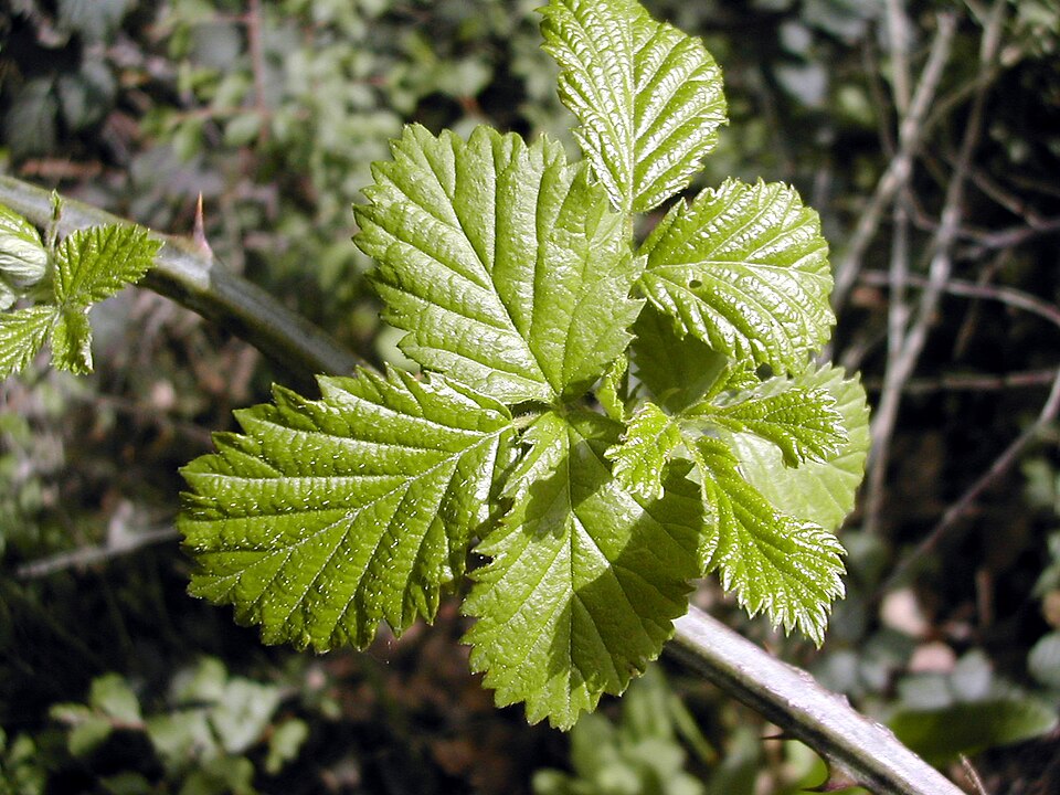 Elmleaf Blackberry photo 6