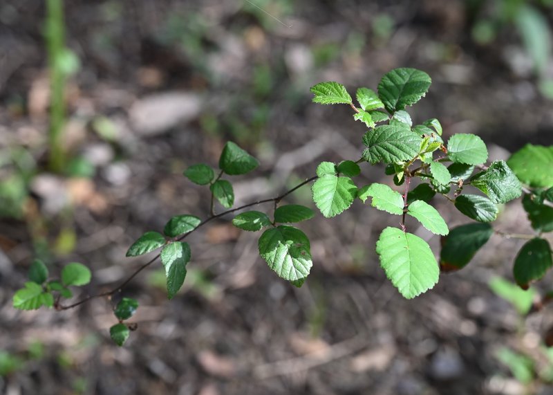 Elmleaf Blackberry photo 7