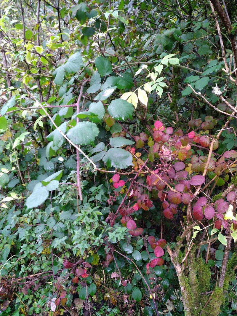 Rubus umbrosus