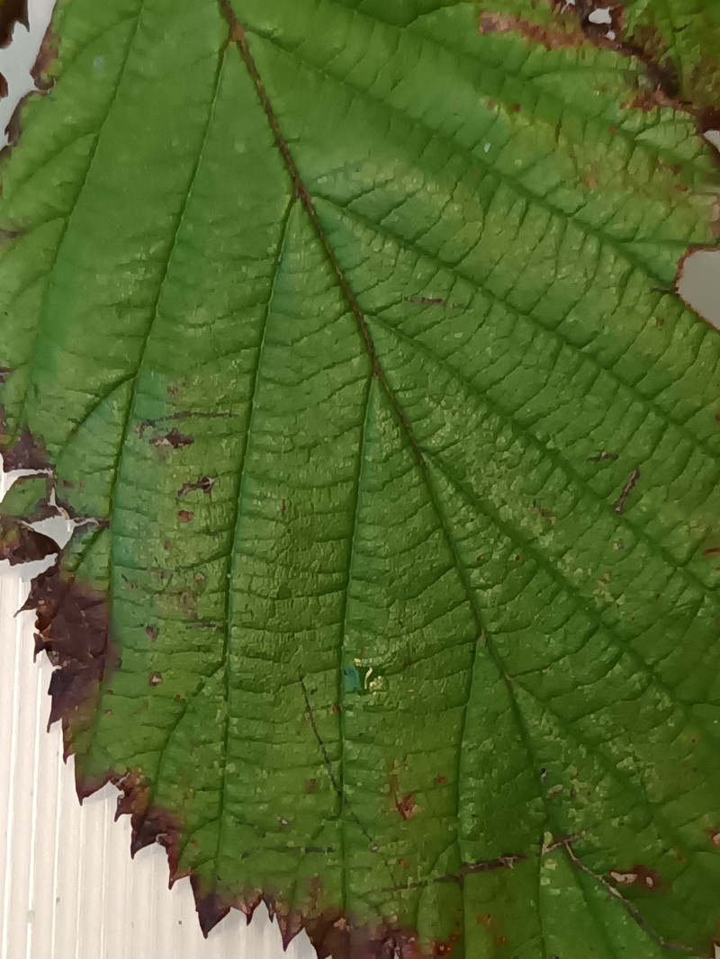 Rubus umbrosus photo 2