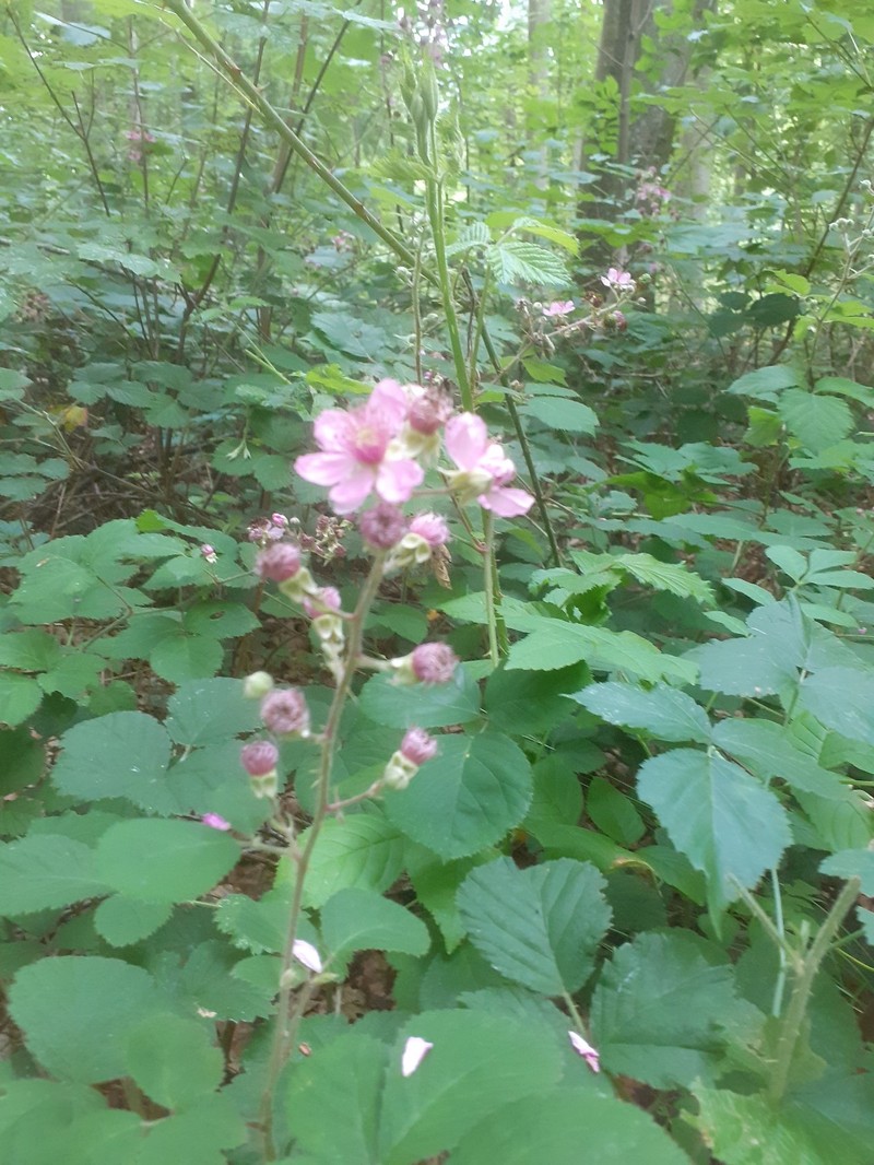 Rubus umbrosus photo 3