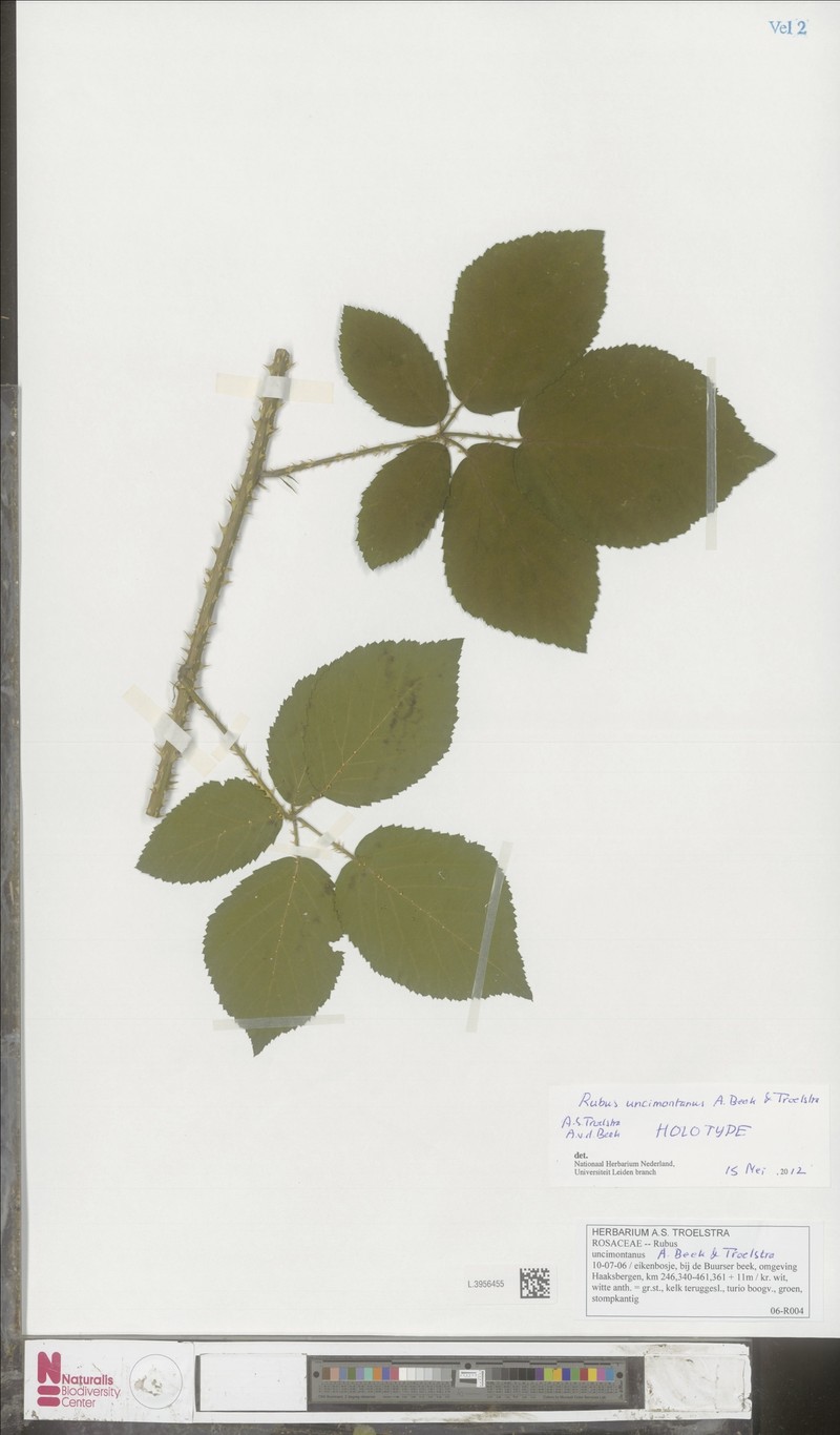 Rubus uncimontanus