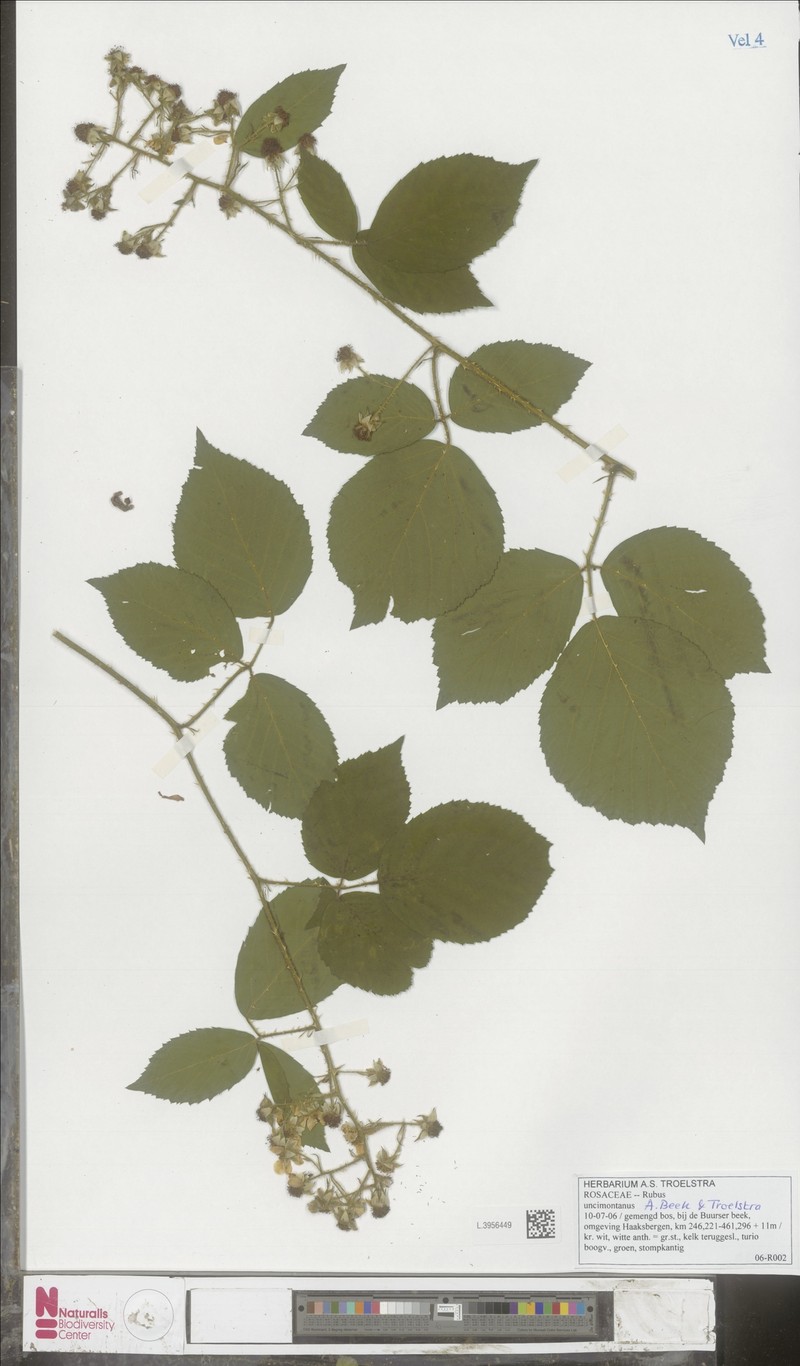 Rubus uncimontanus photo 2