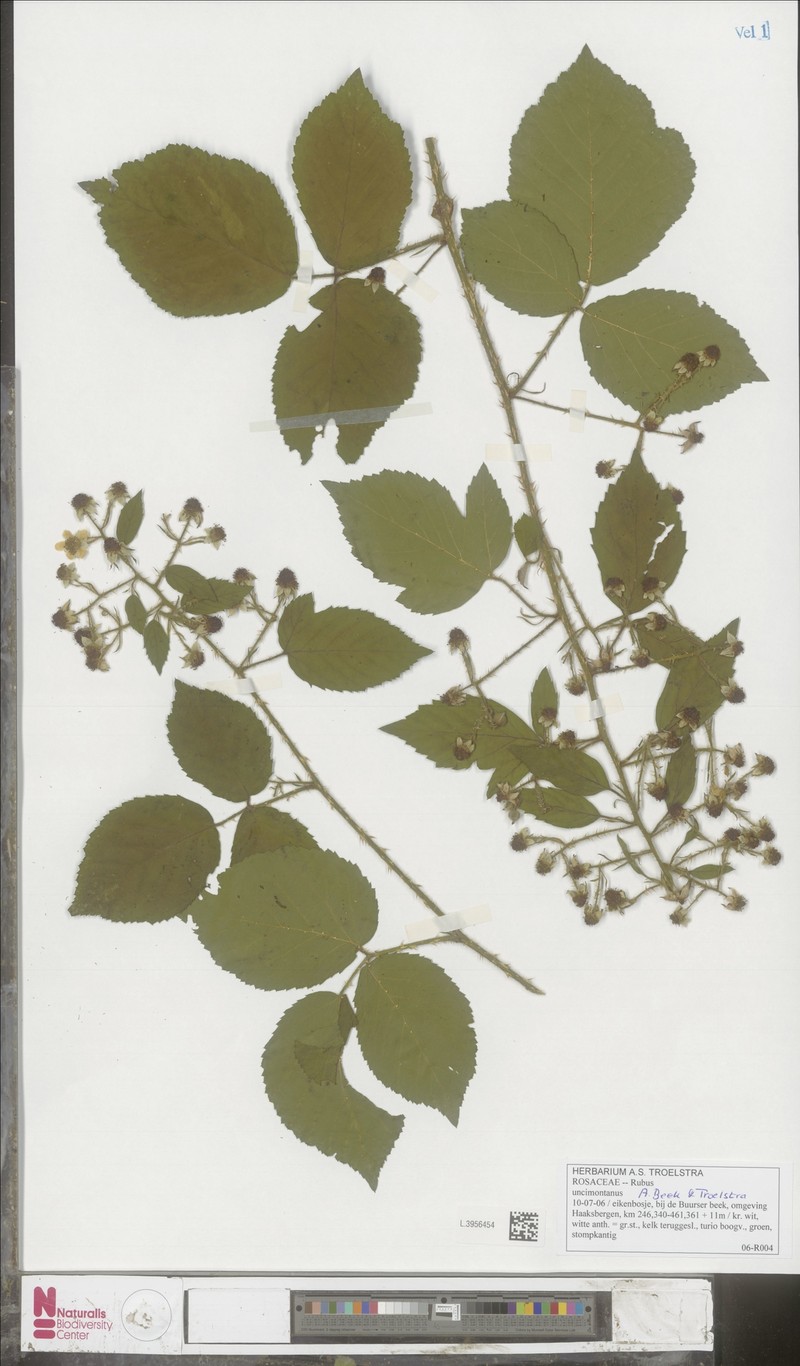 Rubus uncimontanus photo 3