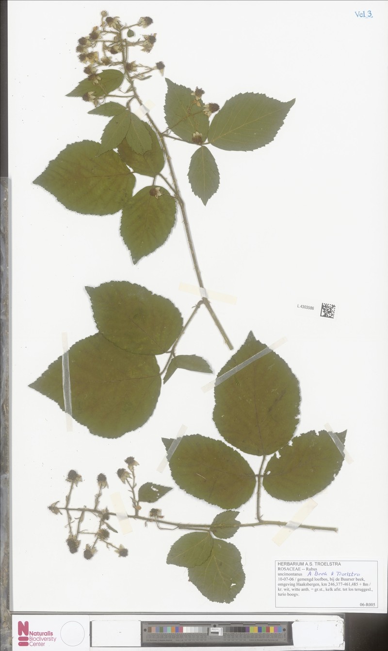 Rubus uncimontanus photo 4