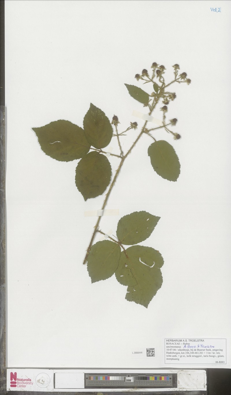 Rubus uncimontanus photo 5