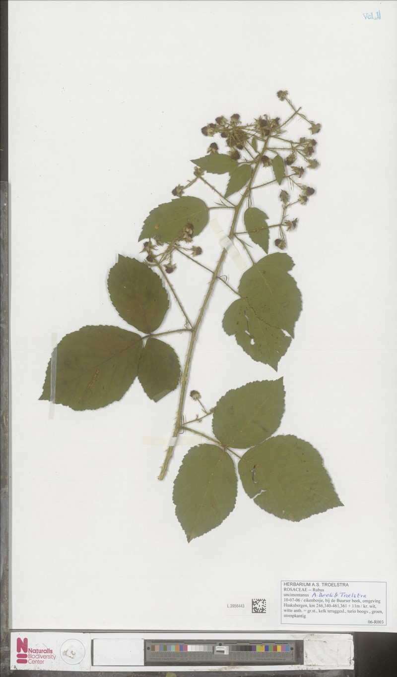 Rubus uncimontanus photo 6