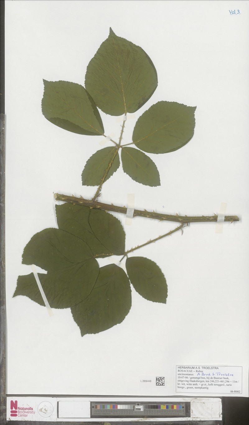 Rubus uncimontanus photo 7