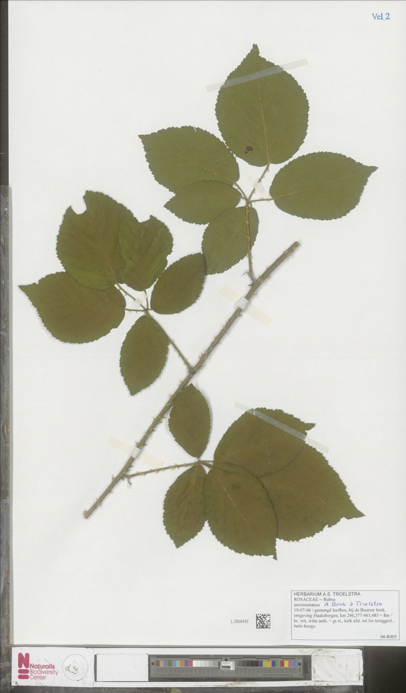 Rubus uncimontanus photo 8
