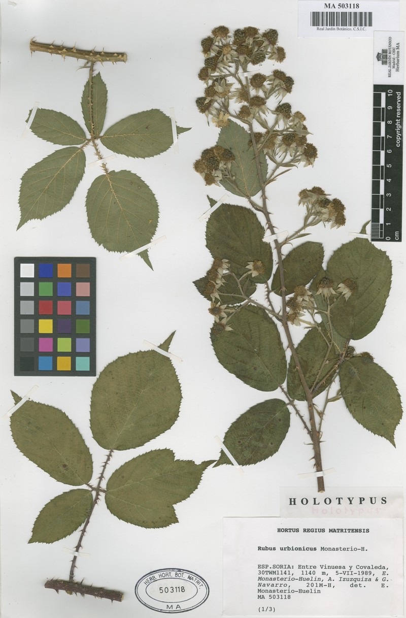 Rubus urbionicus