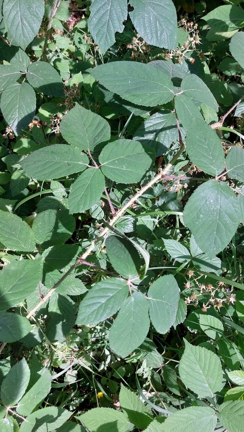 Rubus urocerus