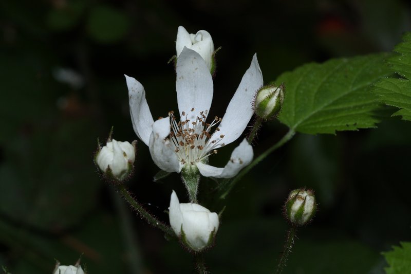 California Blackberry photo 7