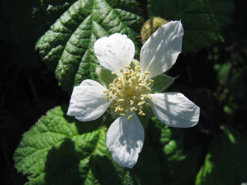 California Blackberry photo 8