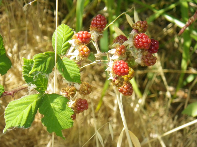 California Blackberry photo 3