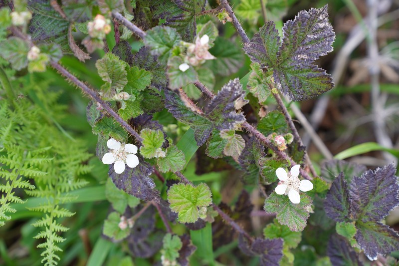 California Blackberry photo 4