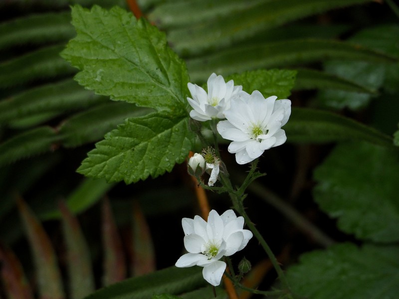 Pacific Dewberry photo 8