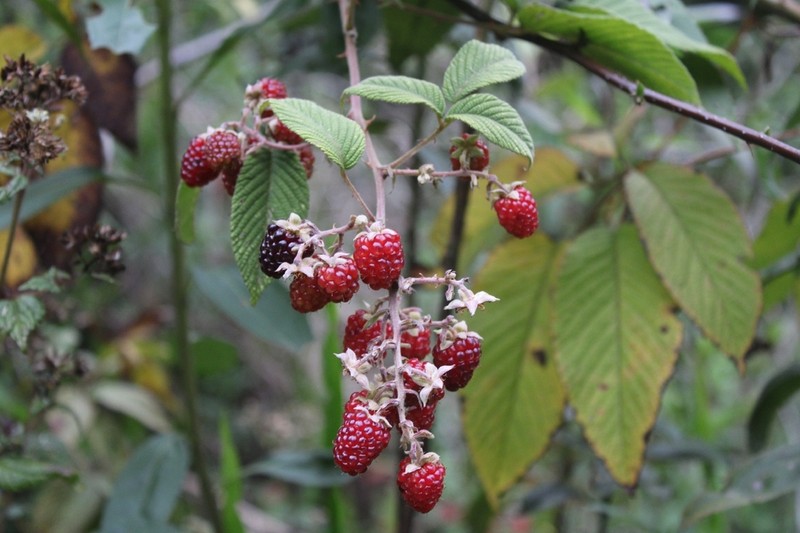 Rubus urticifolius