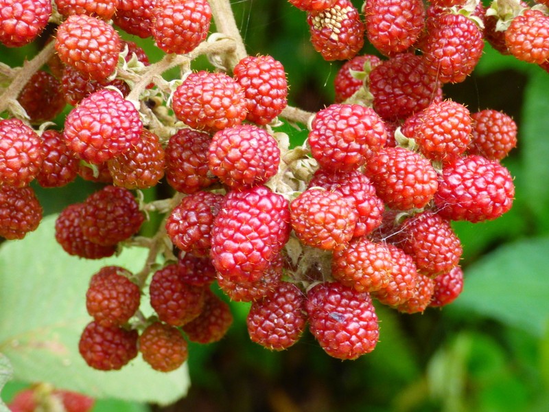 Rubus urticifolius photo 2