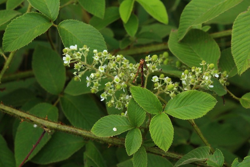 Rubus urticifolius photo 3