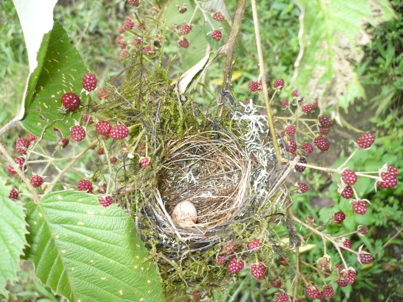 Rubus urticifolius photo 4