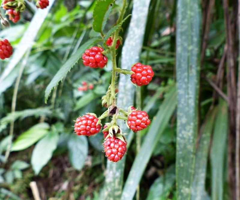 Rubus urticifolius photo 5
