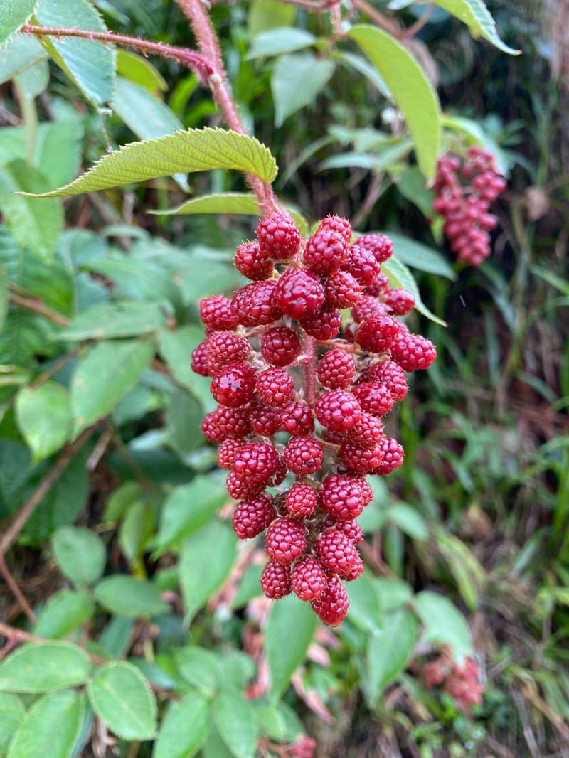 Rubus urticifolius photo 6