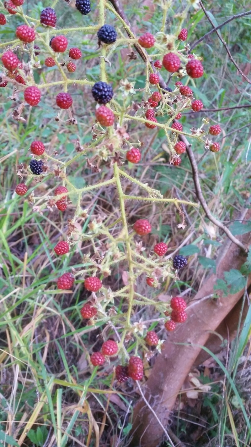 Rubus urticifolius photo 7