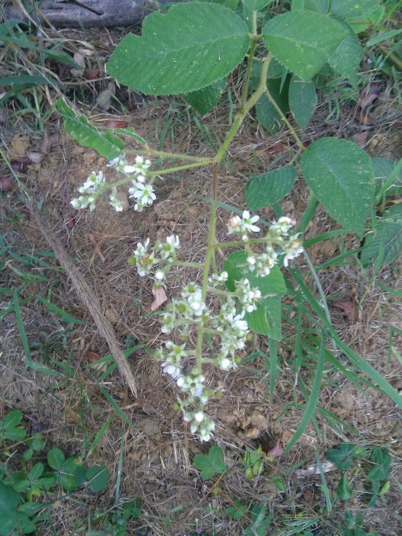 Rubus urticifolius photo 8