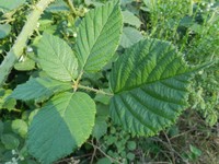 Rubus vagabundus